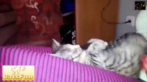 Funny cats sleeping in weird poses 2014 Коты спят в смешных позах 2014 год