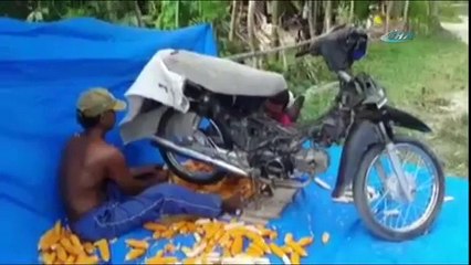 Mısır ayıklamada çığır açan yöntem