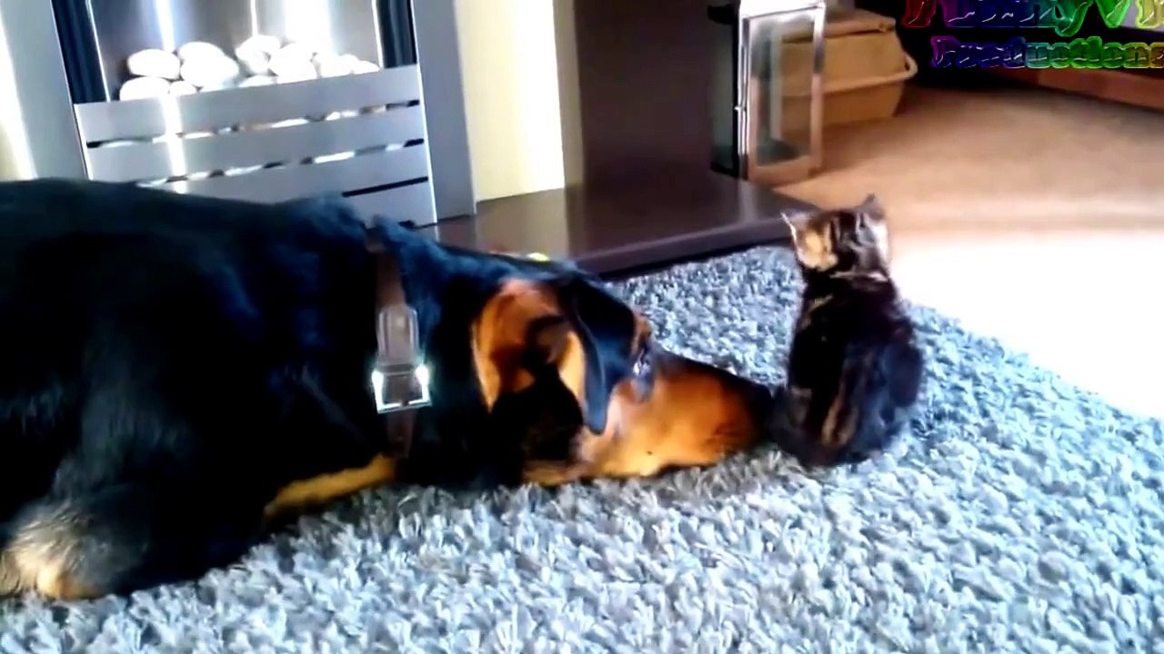 Funny cats 21-7-15