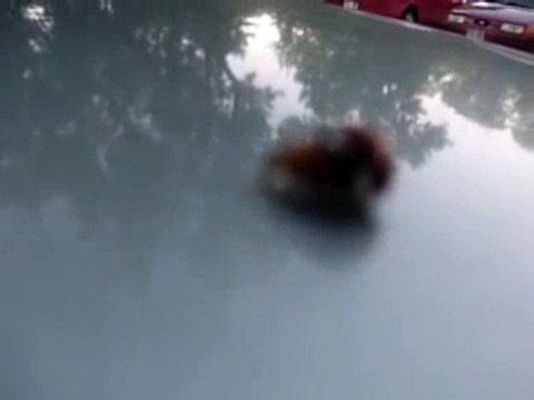 Lady Bugs Having Sex