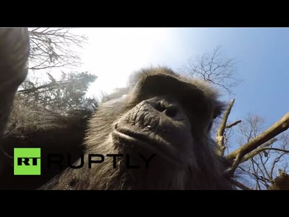 The rise of the apes? Chimp downs drone with a stick