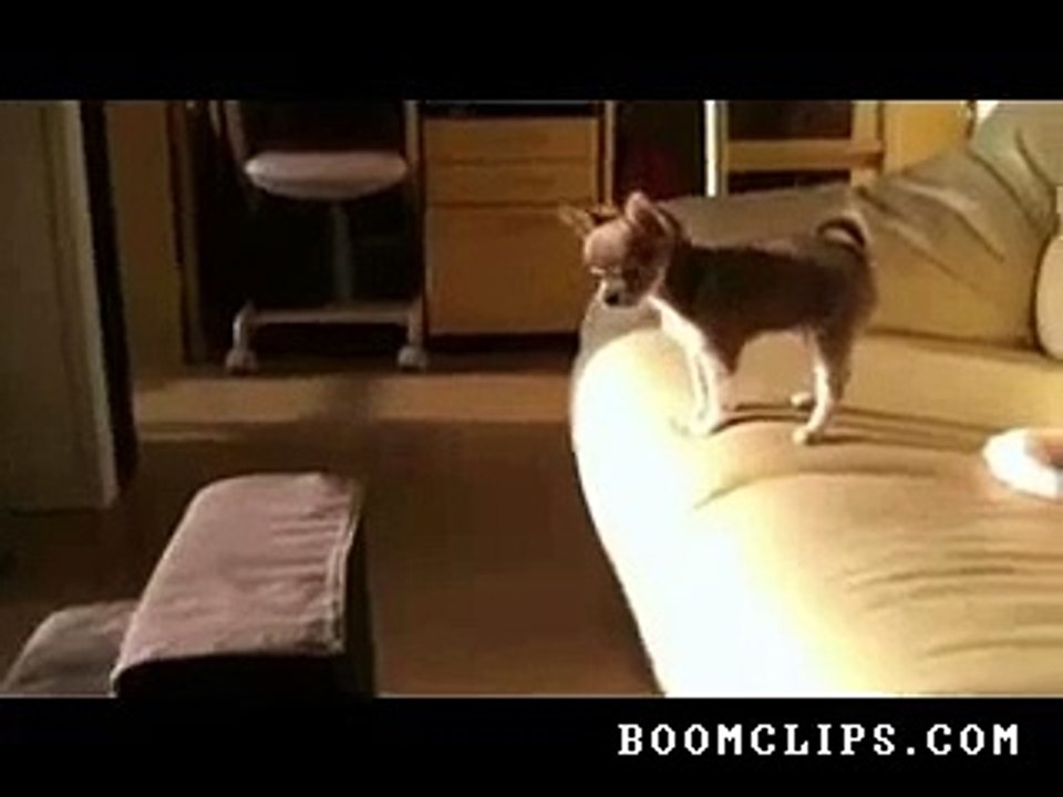 Puppy Goes For It........................!!!!!!!!!!!!!!!!!!!!!!!!!!!!!!!