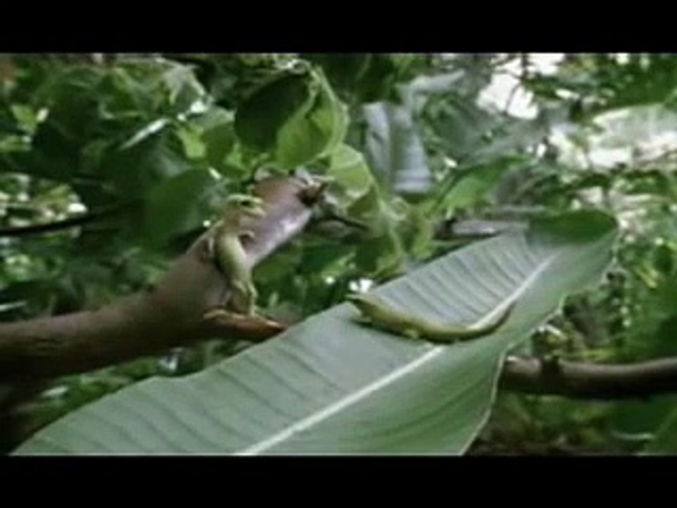 Geckham - Beckham's voice put to the Geico gecko.