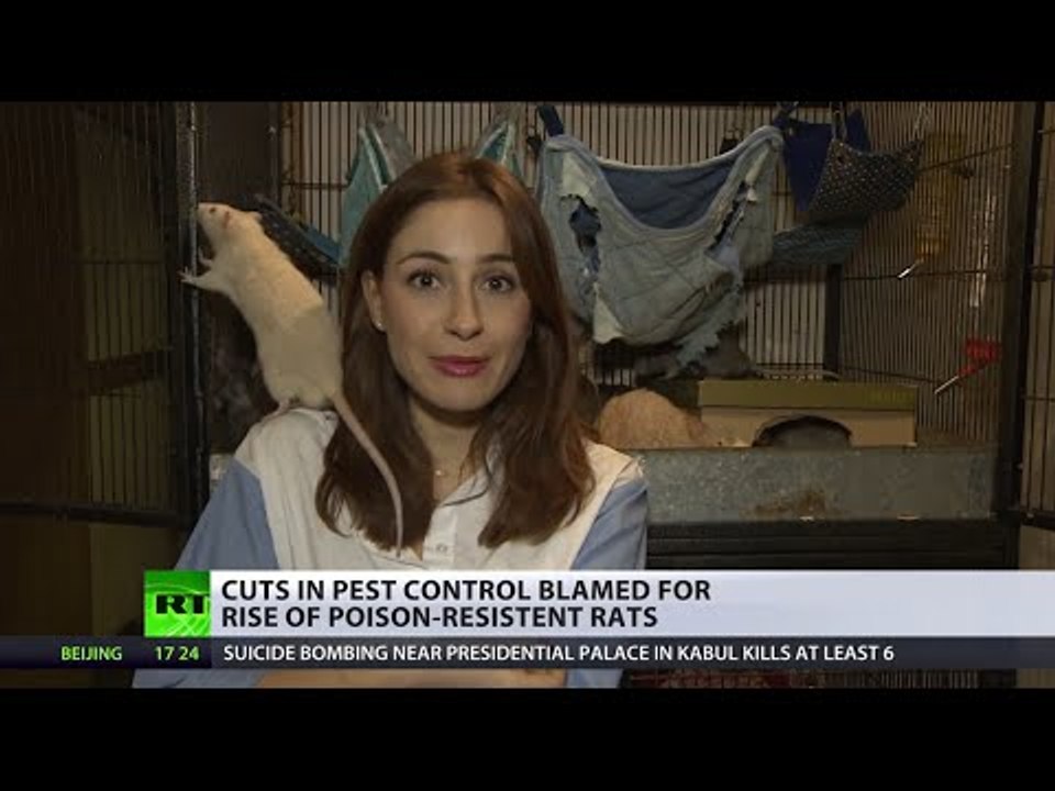 UK boomtown rats:  Britain’s rodents grow in size & numbers, cuts in pest control blamed