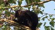 Uganda Reisen & Gorilla Trekking Volcanoes, Bwindi National Park, Schimpansen Kibale Nationalpark