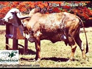 Touros R Gir Gyr / Bull Ganadero farm insemination beef Gir