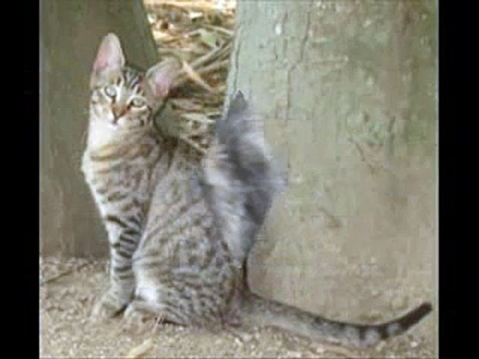 PROYECTO GATO
