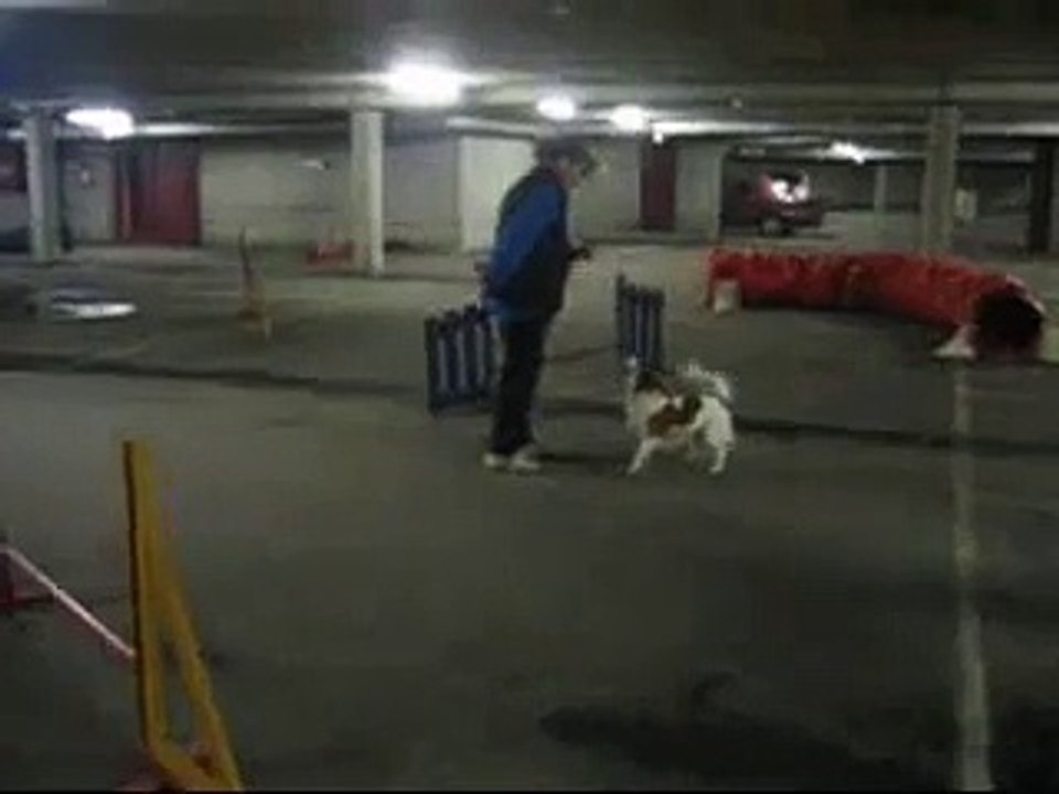 Winnie-agility-jump+tunnel