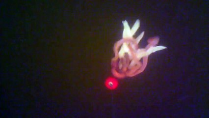 Peche au Silure aux Vers - Waterwolf uderwater camera