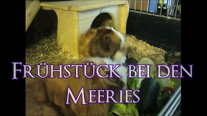 Meerschweinchen: Frühstück bei den Meeries