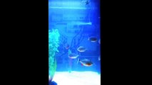 Piranha Fish Tank Aquarium . Video 2 اسماك البيرانا ، حوض سمك