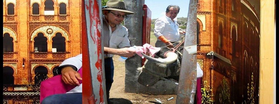 Enfundado de pitones en el toro de lidia