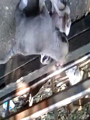 Zorba & Muharremin dişiden çıkma enikler 27 günlük