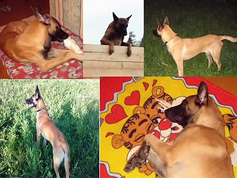 Belgian Malinois Hero