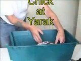 Lanner Falcon Chick at Yarak