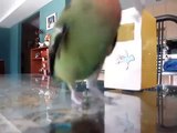 Bird training: My lovebird can do clever tricks