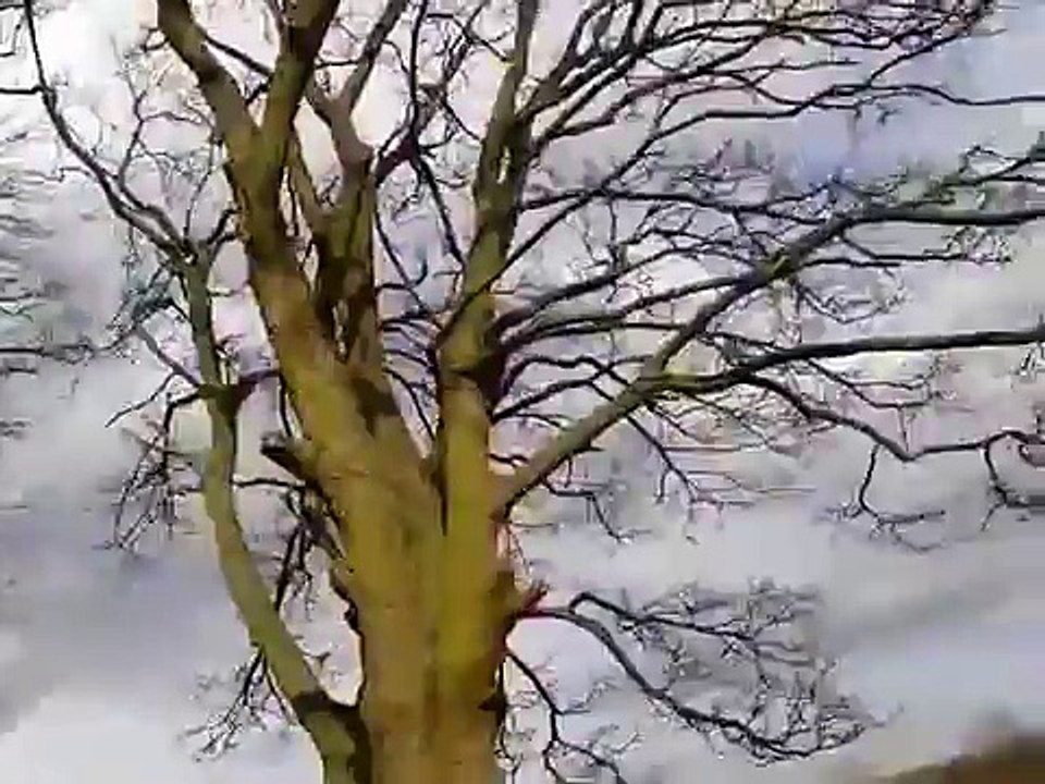 How to attract birds to your house and catch them.