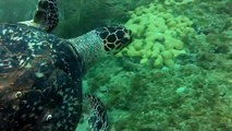 Amazing snorkeling video shot in Fort Lauderdale, Florida
