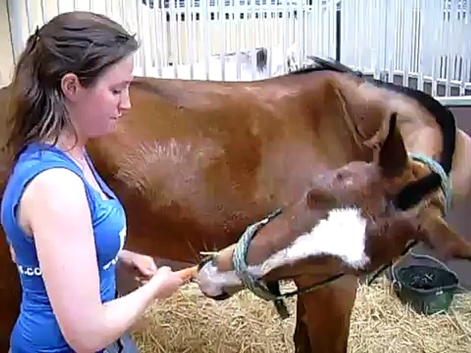 Fisiocaballos - estiramiento - stretching 2 - fisioterapia caballos