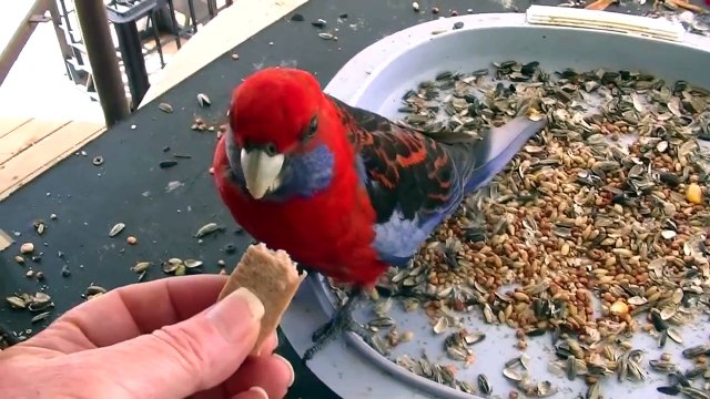 Wild Rosella knocks on me window asking for some meat