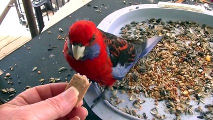 Wild Rosella knocks on me window asking for some meat
