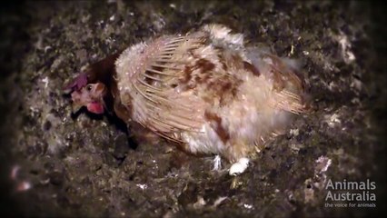 The forgotten battery hens