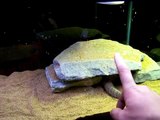 Savannah monitor fogger humidity tips and tricks