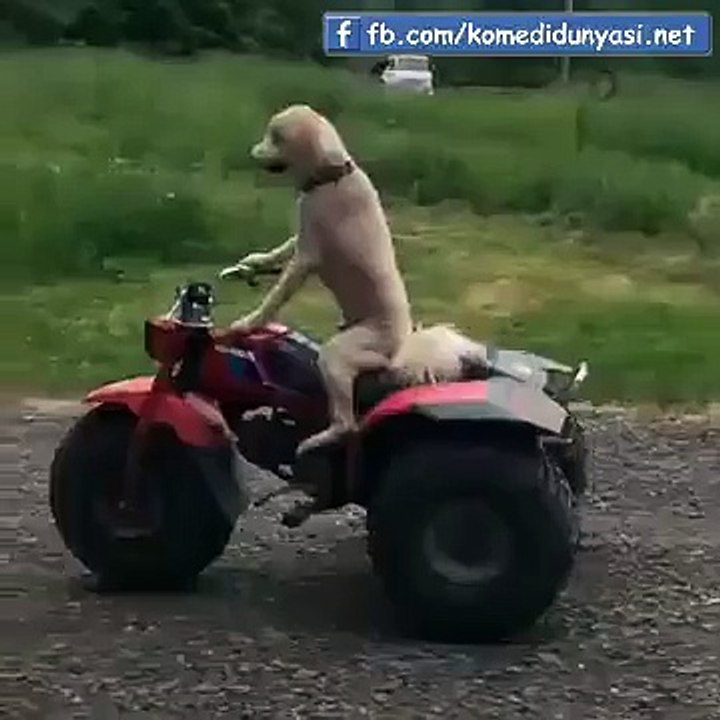 Atv kullanan köpek