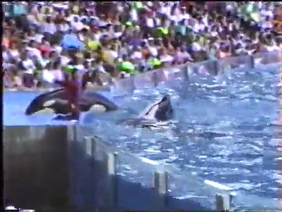 Baby Shamu at Seaworld Orlando 1990 Video. Gudrun, Taima, Katerina, Katina & Kanduke