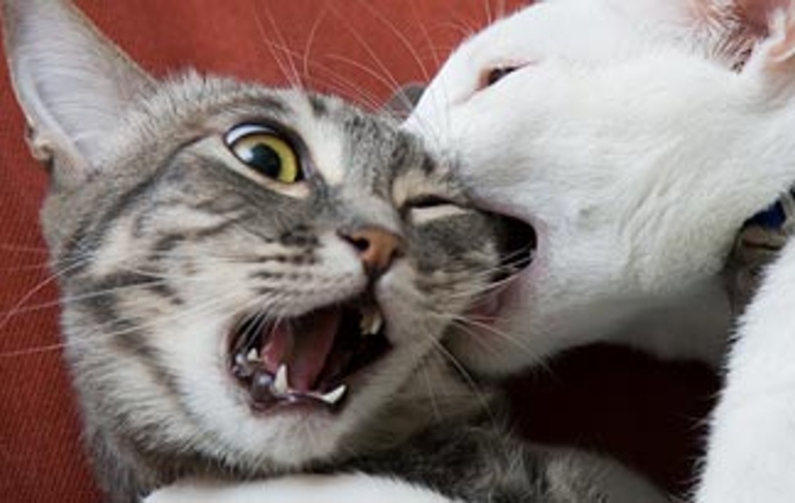 cats fight