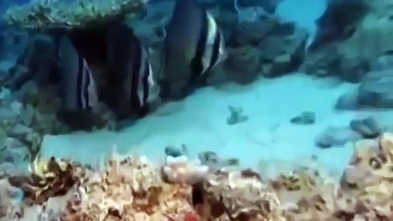 Animal Attacks (Wildlife Documentary)