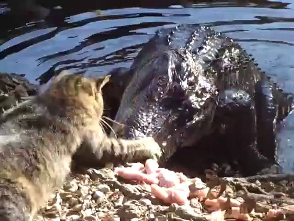 cats and crocodiles