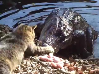 cats and crocodiles