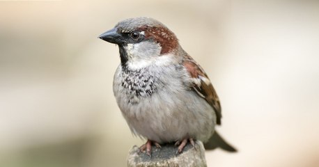 Gorriones (Passer domesticus)