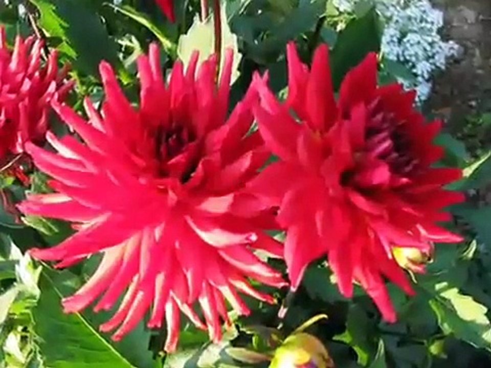 Ruperi Valut !!! Marathi song.