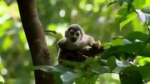 Amazing Discoveries of Unknown Animal Species 720p Documentary & Life Discovery HD