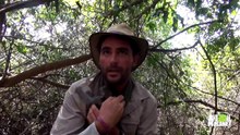 Baby Vervet Monkey Rescued from African Brush Fire