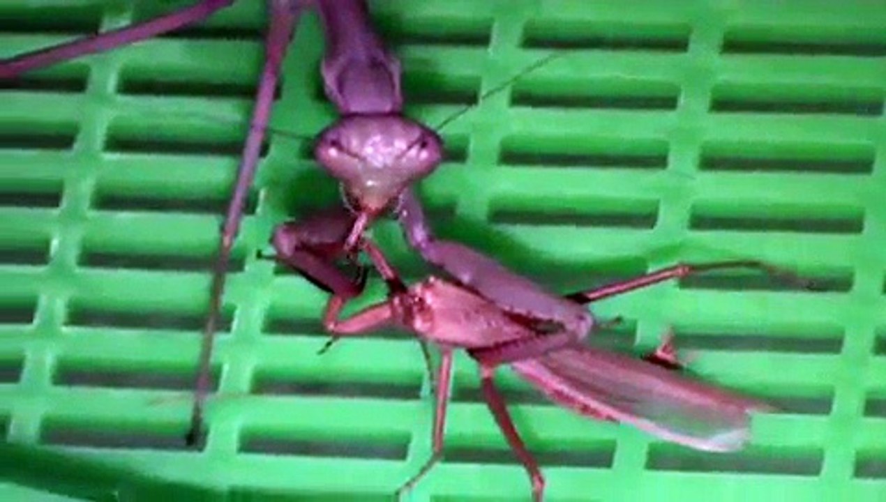 Mantide femmina (Iris oratoria) divora un maschio di un'altra specie (Ameles decolor)