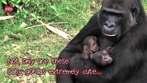 Extremely Rare: Twin Baby Gorillas Born In Dutch Zoo