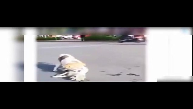 un chien tente de reanimer son ami mort(tres emouvant)