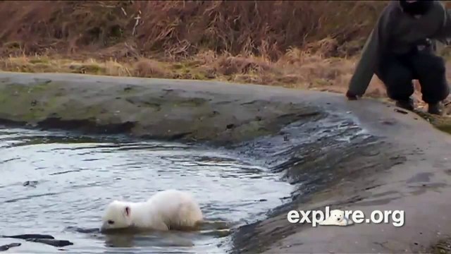 Polar Bear, Siku Highlights - 03/04/2012