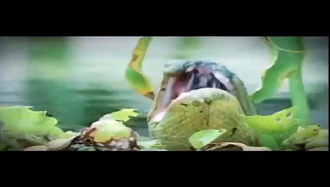 un anaconda avale un enorme crocodille (live)