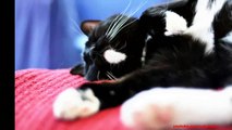 Black and White Cats Pics | Cats in Pics