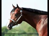 The Total Performance - AQHA Bay Stallion