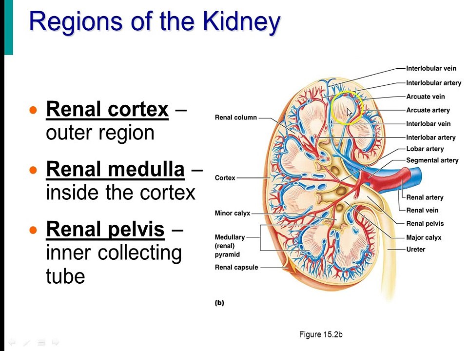 urinary system lecture 1 nephron fx