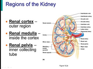 urinary system lecture 1 nephron fx