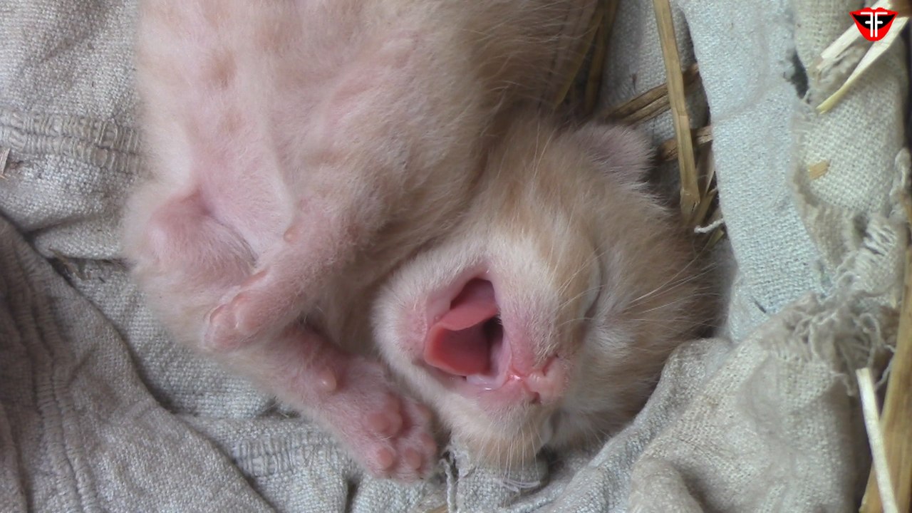 Newborn kitties
