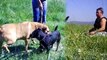 Big Baby, German Shepherd for adoption