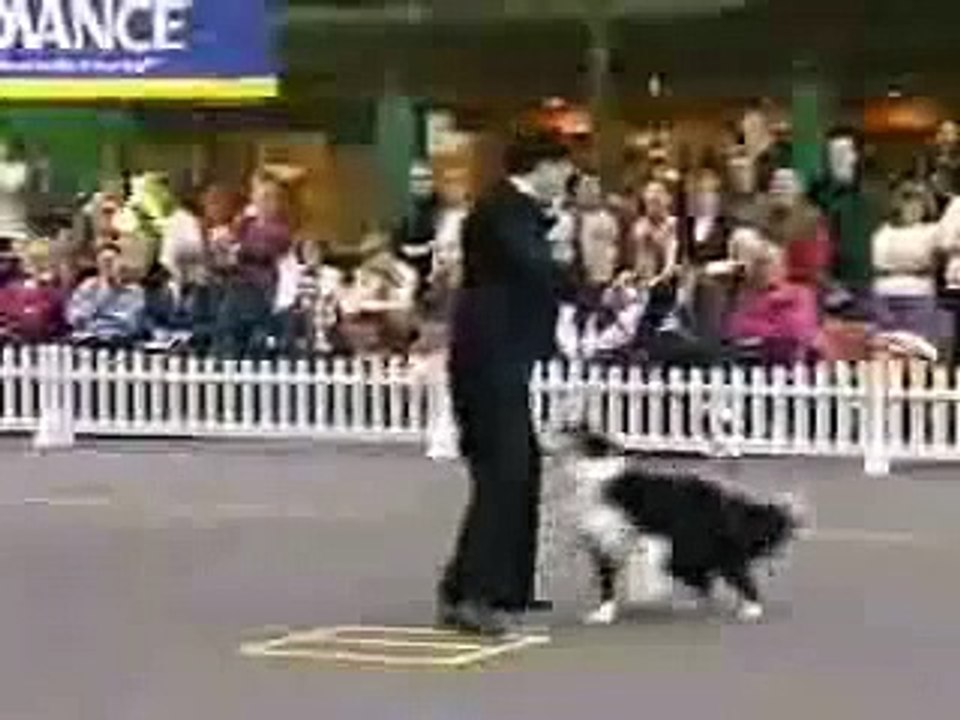 Chari and his dog