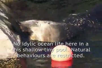 Otters holding hands